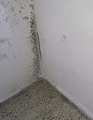 Champignons et moisissures sur les murs